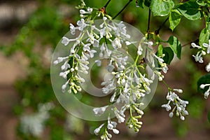 ä¸­å›½å…¬å›­ä¸é¦™èŠ± Lilac flowers in Chinese parks